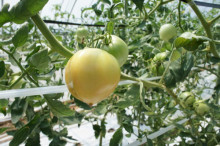 タムラトモキのLibidoのほほん雑記帳