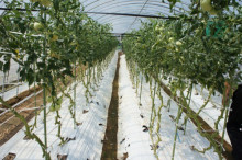 タムラトモキのLibidoのほほん雑記帳