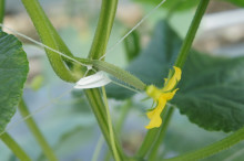 $タムラトモキのLibidoのほほん雑記帳