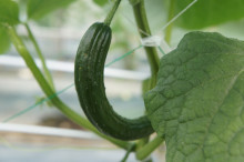 $タムラトモキのLibidoのほほん雑記帳