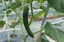 $タムラトモキのLibidoのほほん雑記帳