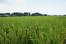 タムラトモキのLibidoのほほん雑記帳