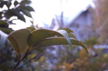 $タムラトモキのLibidoのほほん雑記帳