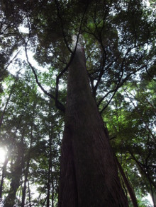 タムラトモキのLibidoのほほん雑記帳-67